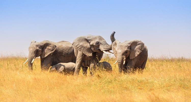 Safari de 3 jours dans le Serengeti et le Ngorongoro - Safari Serengeti Booking 6