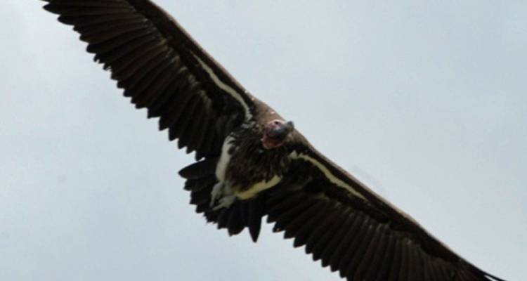 Safari de 3 jours dans le Serengeti et le Ngorongoro - Safari Serengeti Booking 7