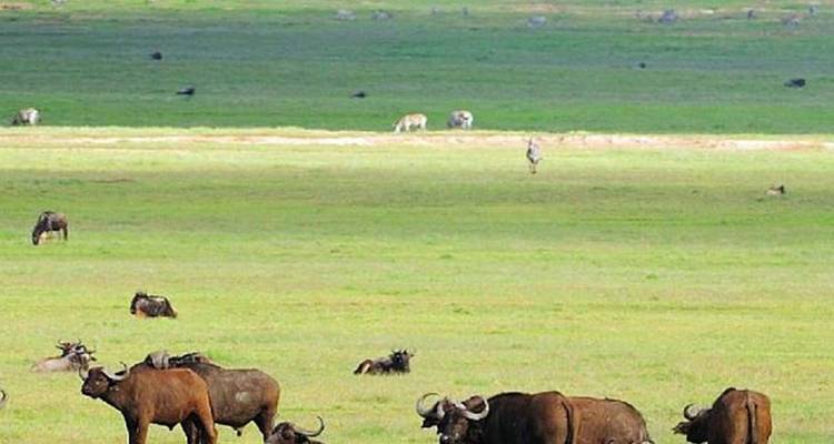 Safari de 3 jours dans le Serengeti et le Ngorongoro - Safari Serengeti Booking 10