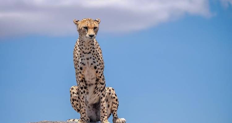 Safari de 3 jours dans le Serengeti et le Ngorongoro - Safari Serengeti Booking 2