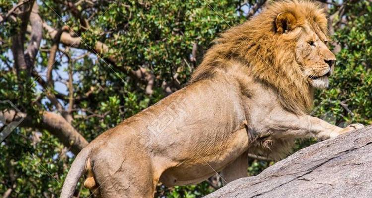 Safari de 3 jours dans le Serengeti et le Ngorongoro - Safari Serengeti Booking 9