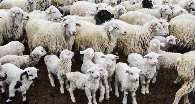 Kazbegi Day Tour - This is Georgia 9