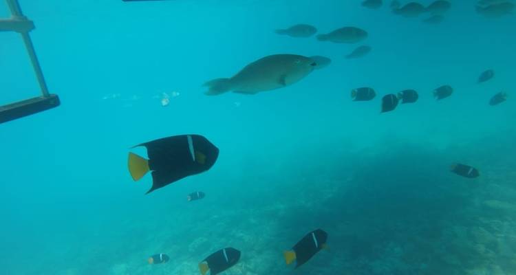 Underwater scene showing various fish species.
