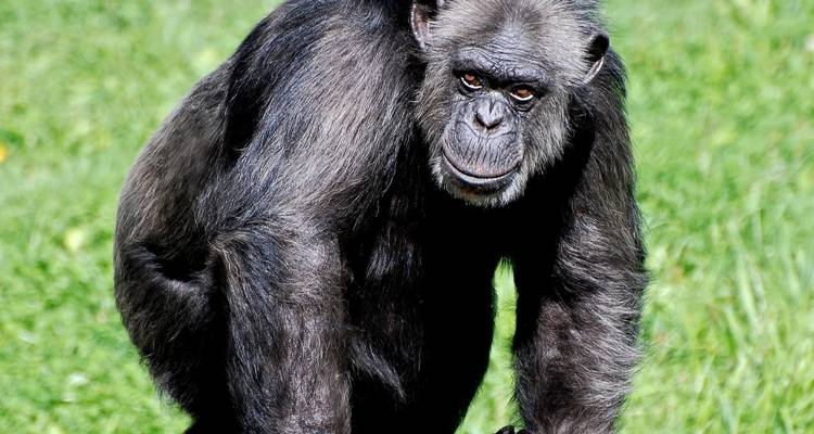 5 Days Murchison Safari with Chimpanzee Trekking - Across Africa Tours & Travel 8