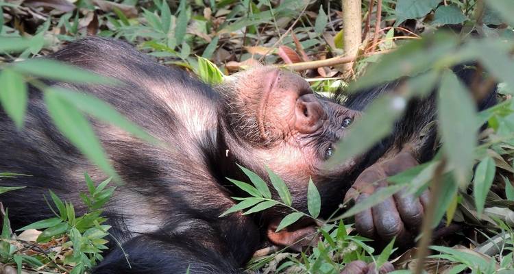 5 Days Murchison Safari with Chimpanzee Trekking - Across Africa Tours & Travel 6