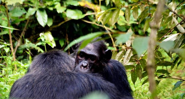 5 Days Murchison Safari with Chimpanzee Trekking - Across Africa Tours & Travel 7
