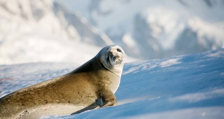 Nouvelle année en Antarctique - Poseidon Expeditions 6