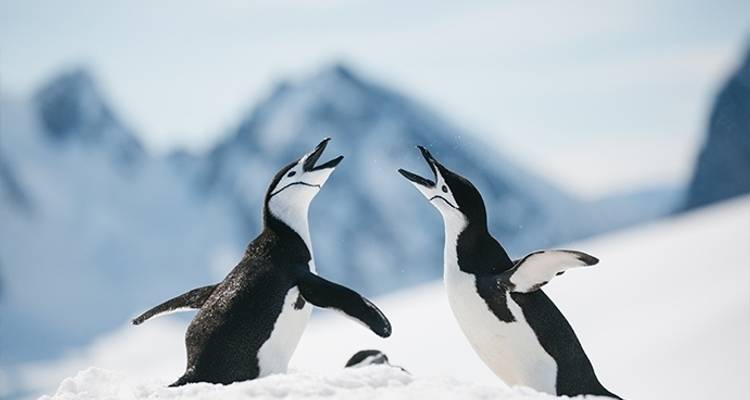 Noël en Antarctique - Poseidon Expeditions 8