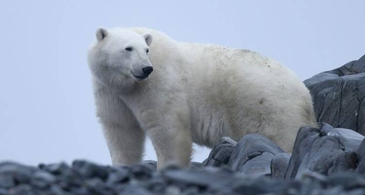 Le meilleur du Svalbard - Poseidon Expeditions 1