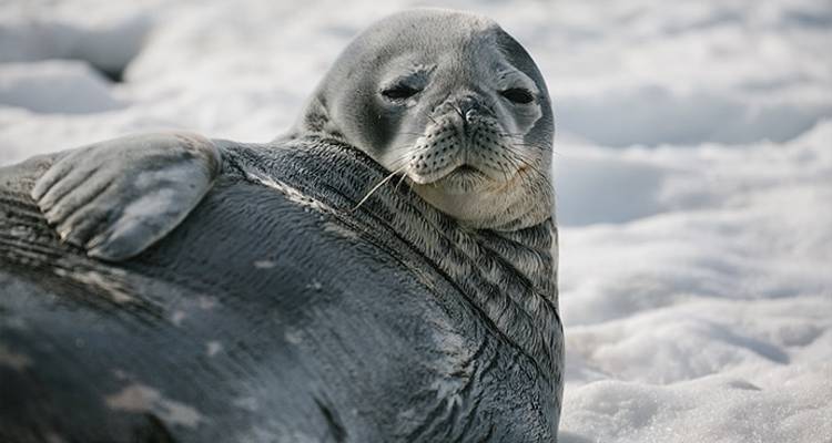 Aventure en Antarctique - 21 jours - Poseidon Expeditions 9