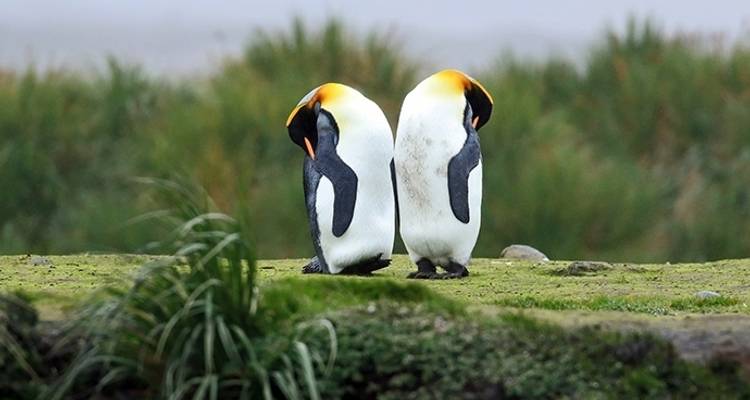 Aventure en Antarctique - 21 jours - Poseidon Expeditions 10