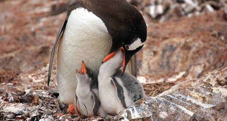 Aventure en Antarctique - 21 jours - Poseidon Expeditions 1