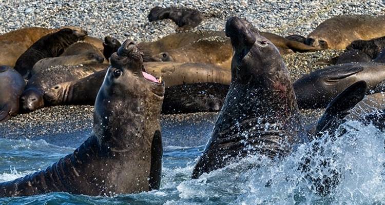 Aventure en Antarctique - 21 jours - Poseidon Expeditions 6