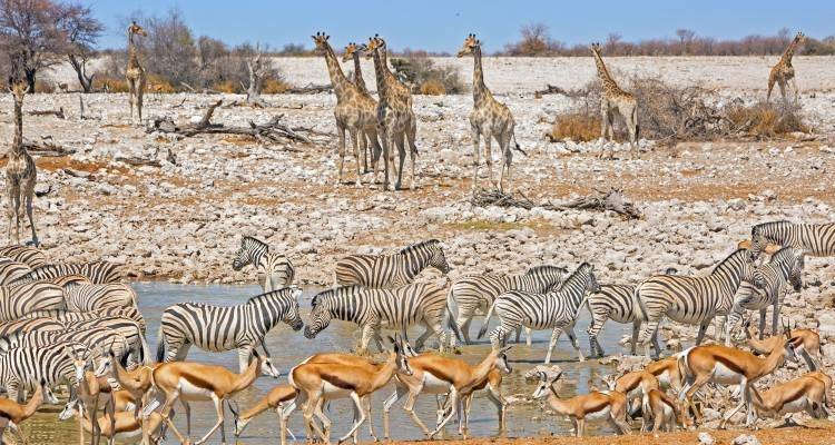 Namibie, Botswana et chutes - 14 jours - On The Go Tours 4