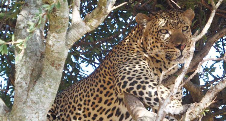 Leopard, der auf einem Ast ruht und konzentriert blickt.