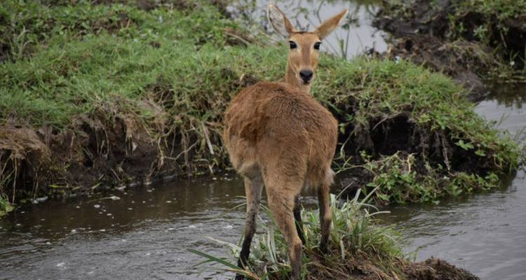 Antilope steht in der Nähe eines Gewässers und blickt zurück.