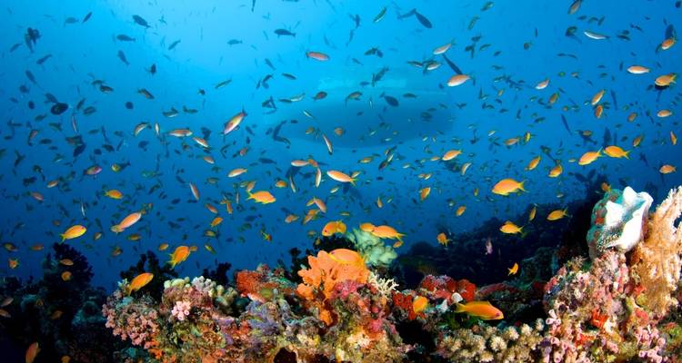 Lifetime Experience In Maldives - Capital Lanka Tours 8