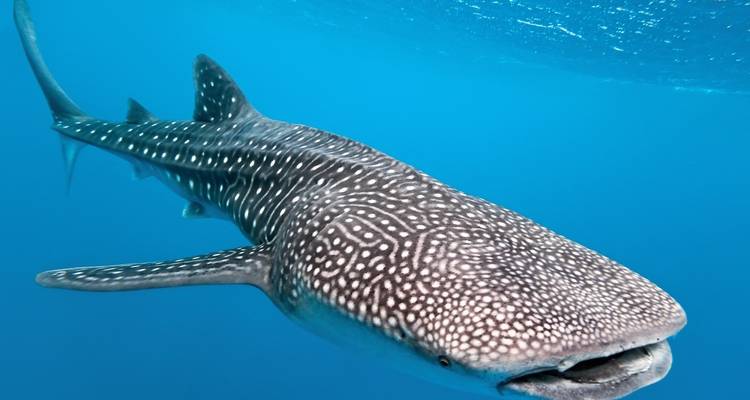 Lifetime Experience In Maldives - Capital Lanka Tours 10