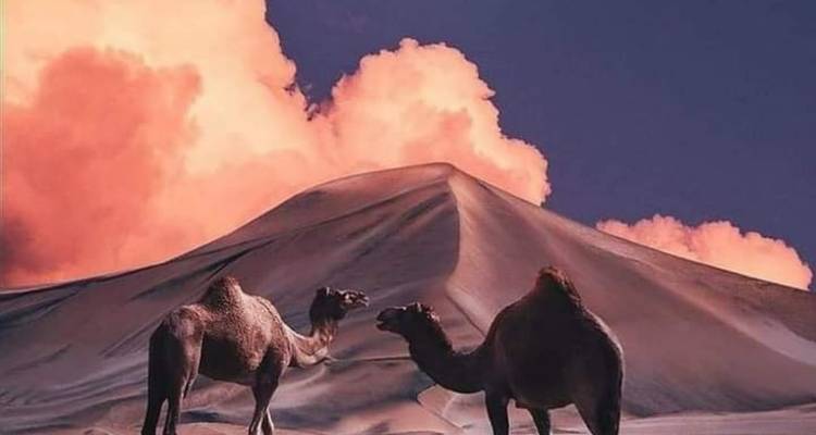 Twee kamelen die in de woestijn staan onder een dramatische, bewolkte lucht.
