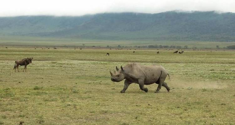 Safari clásico de 7 días en Tanzania - Kiriwe Travel And Trekking Safaris Ltd 1