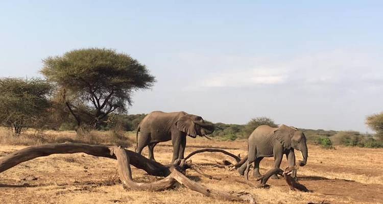 Safari clásico de 7 días en Tanzania - Kiriwe Travel And Trekking Safaris Ltd 2