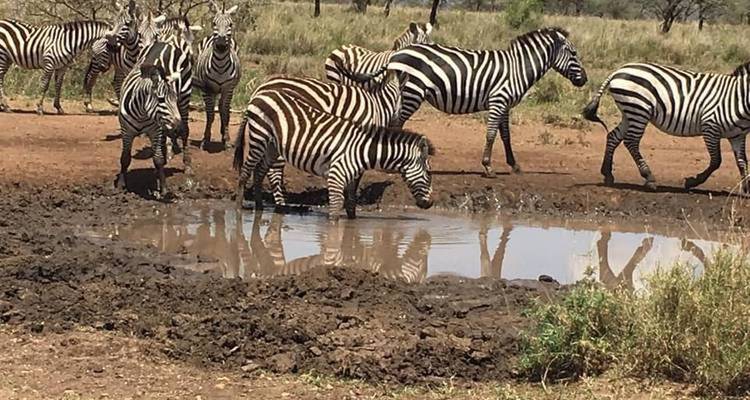 Safari clásico de 7 días en Tanzania - Kiriwe Travel And Trekking Safaris Ltd 3