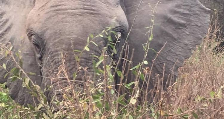 Safari clásico de 7 días en Tanzania - Kiriwe Travel And Trekking Safaris Ltd 4