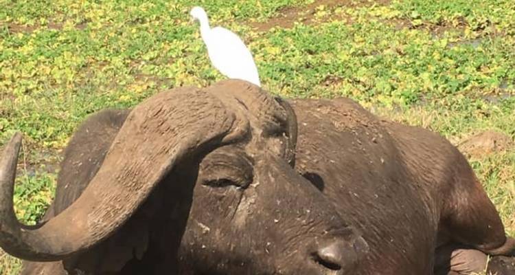 Safari clásico de 7 días en Tanzania - Kiriwe Travel And Trekking Safaris Ltd 6