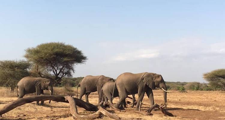 Safari clásico de 7 días en Tanzania - Kiriwe Travel And Trekking Safaris Ltd 7