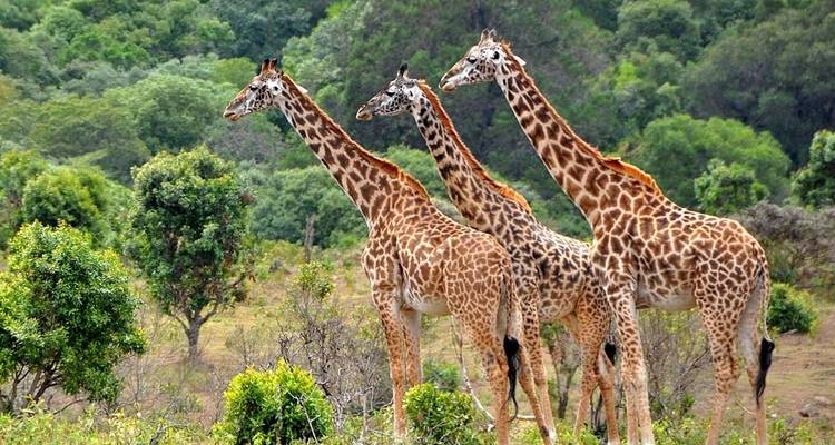 6 jours de rencontres avec la faune et la flore en Tanzanie - Kiriwe Travel And Trekking Safaris Ltd 3