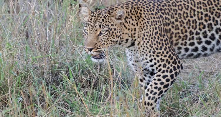6 jours de rencontres avec la faune et la flore en Tanzanie - Kiriwe Travel And Trekking Safaris Ltd 10