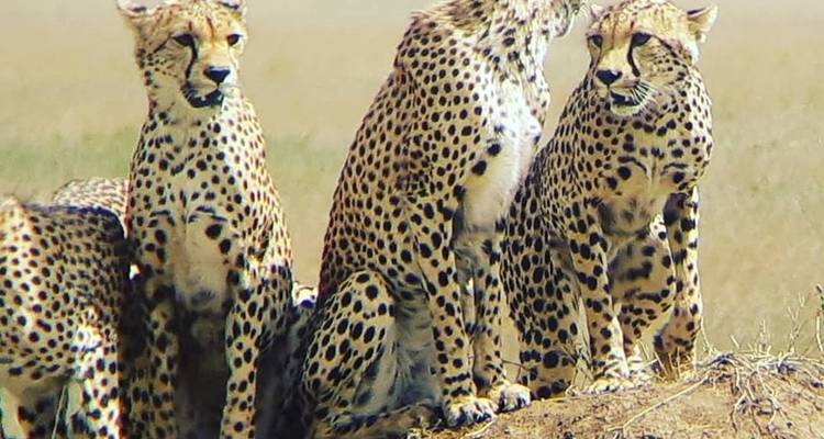 6 jours de rencontres avec la faune et la flore en Tanzanie - Kiriwe Travel And Trekking Safaris Ltd 7