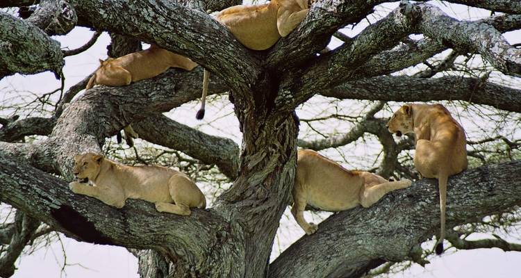 5 días en Tanzania exploraciones tentadoras - Kiriwe Travel And Trekking Safaris Ltd 1