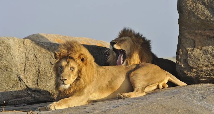 5 días en Tanzania exploraciones tentadoras - Kiriwe Travel And Trekking Safaris Ltd 6