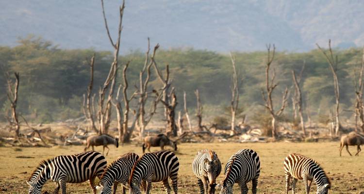 5 días en Tanzania exploraciones tentadoras - Kiriwe Travel And Trekking Safaris Ltd 2