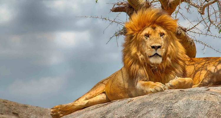 5 días en Tanzania exploraciones tentadoras - Kiriwe Travel And Trekking Safaris Ltd 7