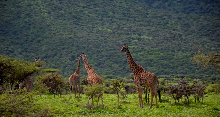 Groupe de girafes dans un paysage verdoyant.