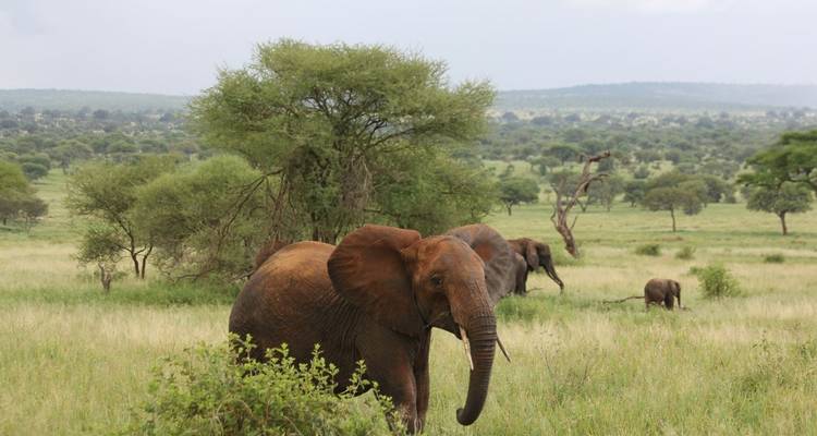Des éléphants marchant dans un paysage herbeux verdoyant.