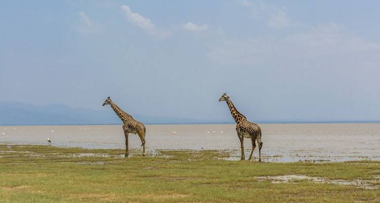 Deux girafes debout sur une plaine herbeuse près de l'eau.