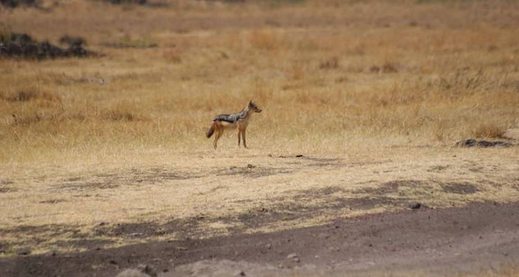 Chacal solitaire debout sur une prairie sèche.