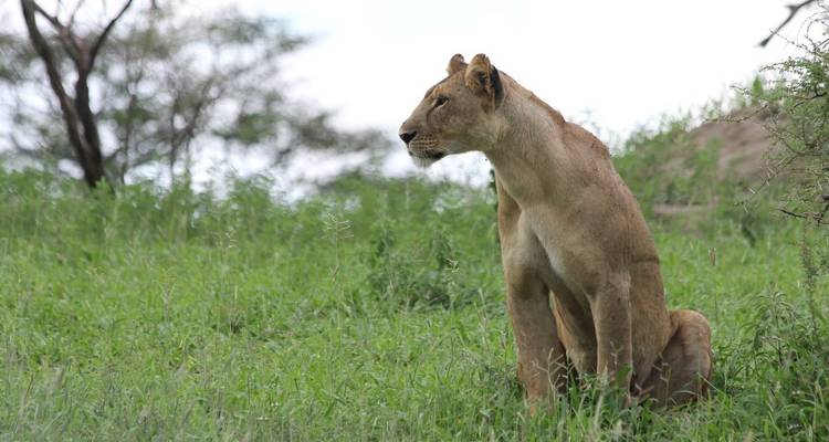 Lionne assise sur une colline herbeuse.