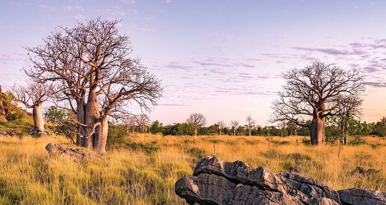 Baobab trees in a grassy savannah at sunset.