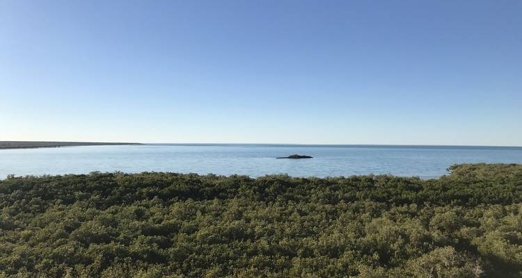 Coastal vegetation with open water view.