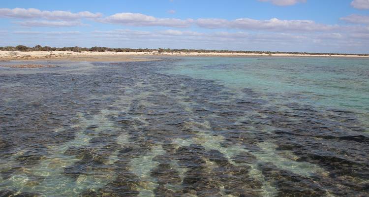Les eaux côtières turquoise peu profondes révélant des motifs d'herbes marines foncées avec une plage de sable au loin