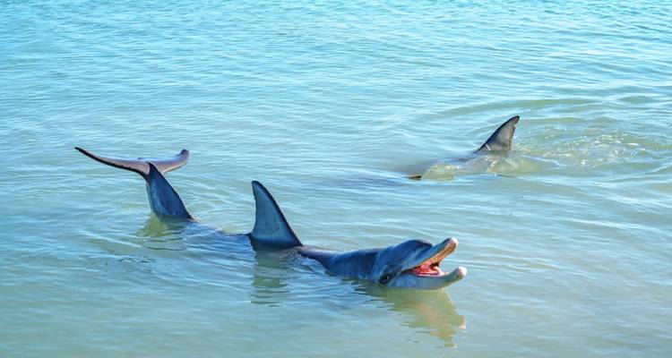 Deux dauphins joueurs nageant juste sous la surface turquoise, l'un d'eux ayant la bouche ouverte.