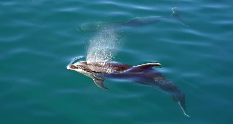 Le dauphin nageant juste sous la surface de l'eau libère une gerbe d'éclaboussures en se déplaçant