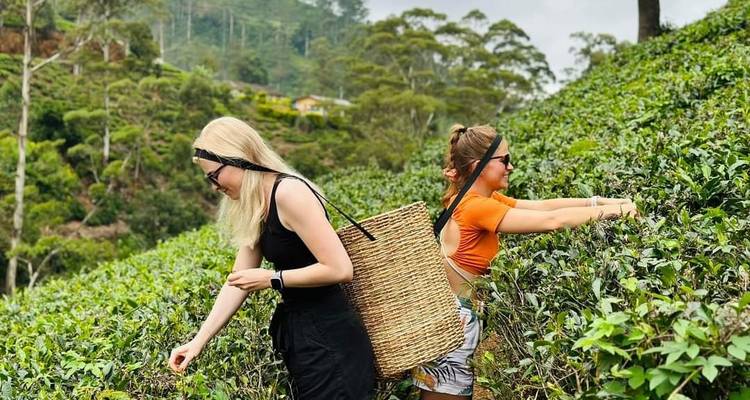 Descubriendo los tesoros de Sri Lanka, aventura de 14 días de Negombo a Mirissa - Apple Vacations Pvt Ltd 10