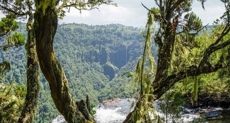 Malerische Aussicht auf einen Wasserfall inmitten eines dichten Waldes.