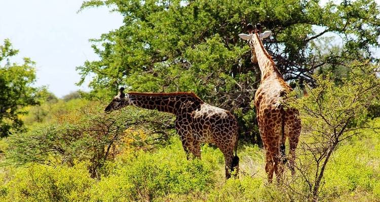 Zwei Giraffen grasen zwischen Büschen.