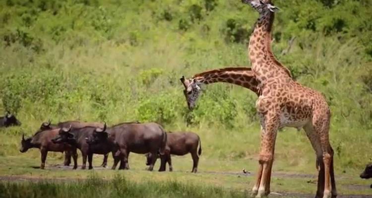 5Days Tanzania Camping Safari to Lake Manyara Serengeti And Ngorongoro Crater from Arusha - Gracepatt Ecotours Kenya 10
